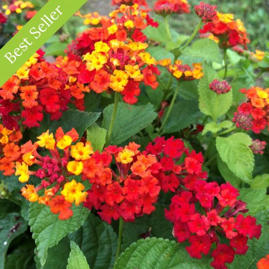 Picture of Bandana® Red Lantana Plant