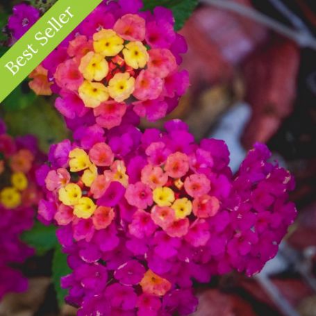 Picture of Dark Purple Lantana Plant