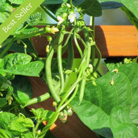 Picture of Blue Lake Pole Bean Plant