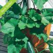 Picture of Bush Crop Cucumber Plant