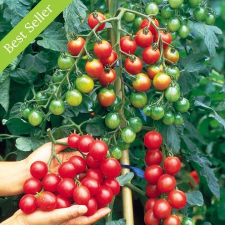 Sweet Million Tomato Plant, high yield, easy to grow