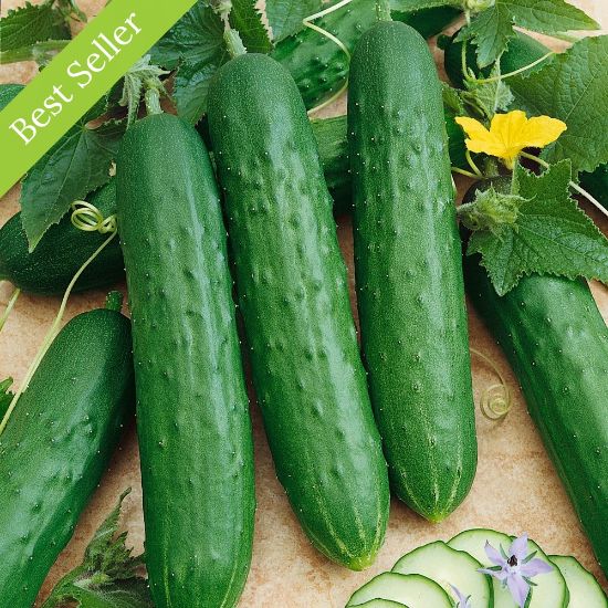 Picture of Dasher II Cucumber Plant