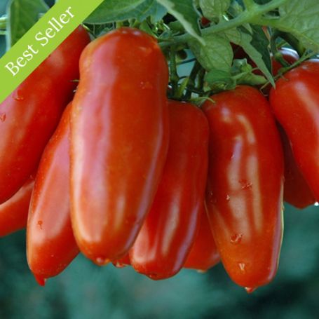 San Marzano Tomato Plant, heirloom, indeterminate, long cylindrical red fruits