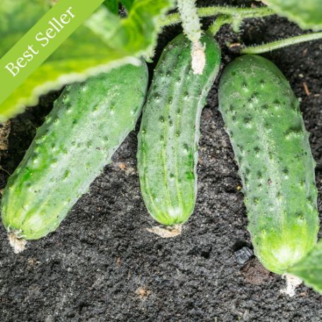 Homemade Pickles Cucumber Plant, pickling cucumber, disease resistant