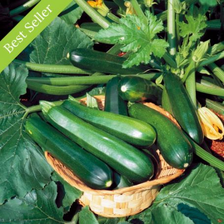 Black Beauty Squash Plant, heirloom variety, high yield