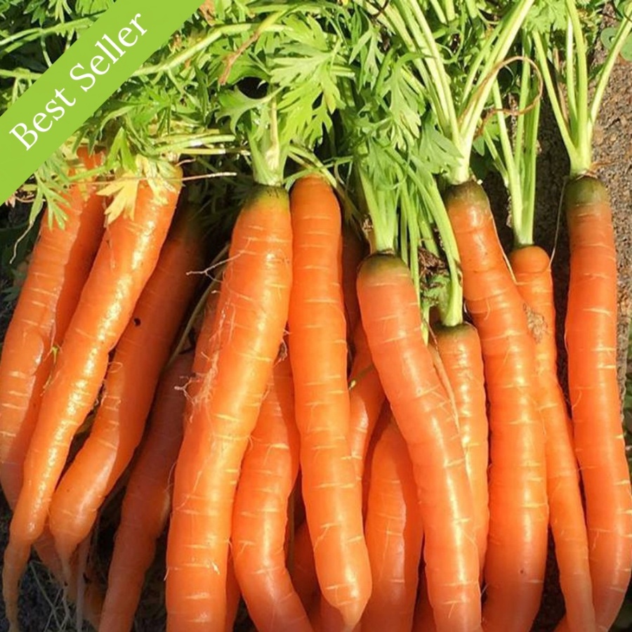 Tendersweet Carrot Plant, heirloom variety, great for raised bed or container gardens