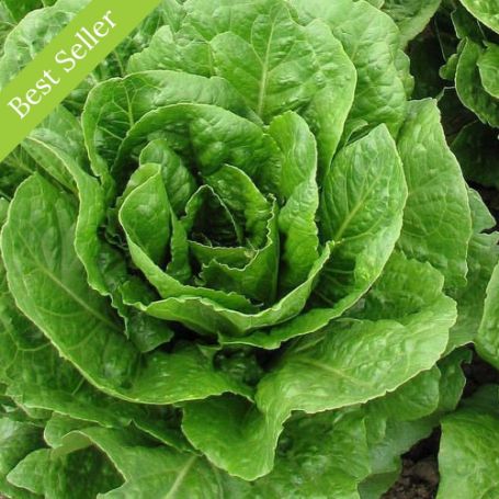 Buttercrunch Lettuce Plant, compact heads, cold tolerant, heat tolerant