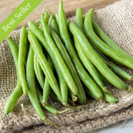 Picture of Top Crop Bush Bean Plant