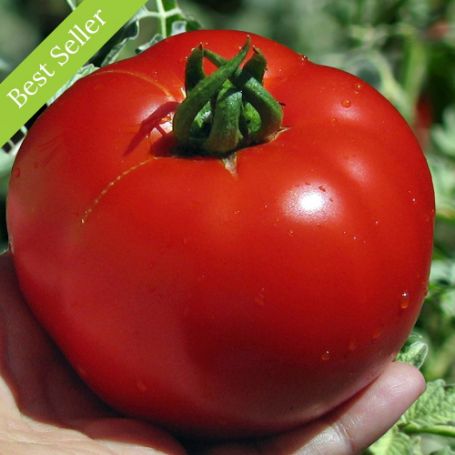 Picture of Early Girl II Tomato Plant