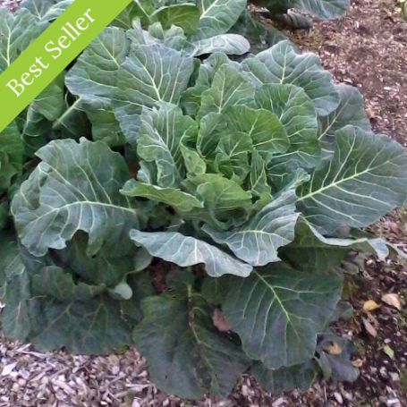 Georgia Collard Greens Plant, southern variety, vitamin and mineral rich