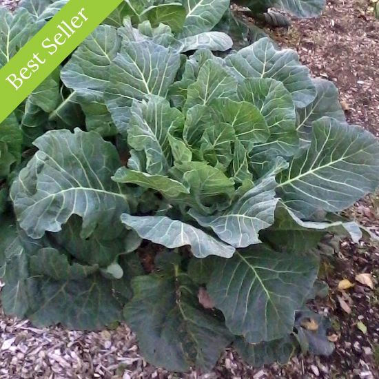 Picture of Georgia Collard Greens Plant