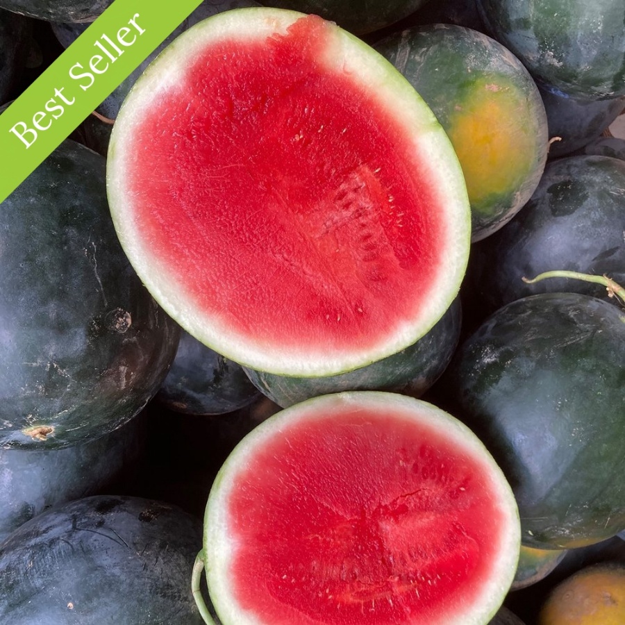 Sugar Baby Watermelon Plant, indeterminate variety, early producing