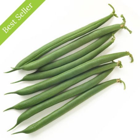 Jade Bush Bean Plant, compact, high yield