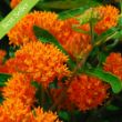 Picture of Tuberosa Asclepias Plant