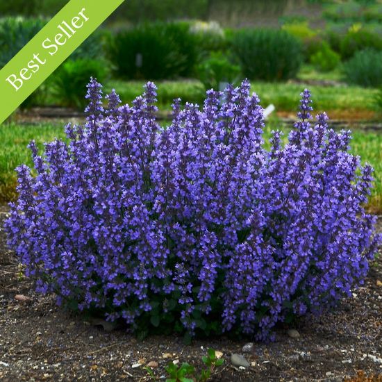 Picture of Cat's Pajamas Nepeta Plant