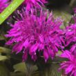 Picture of Balmy™ Purple Monarda Plant