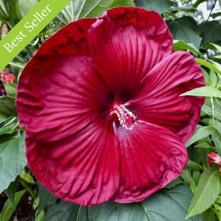 Picture of Luna Red Hardy Hibiscus Plant