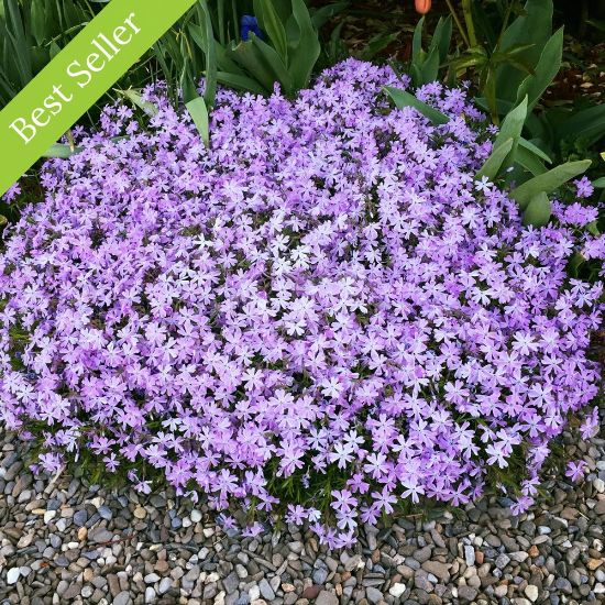 Picture of Blue Emerald Creeping Phlox Plant