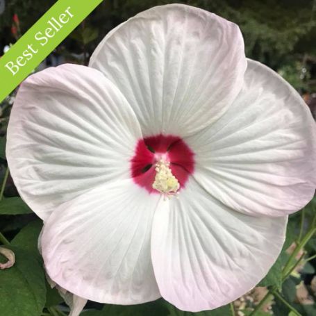 Picture of Luna White Hardy Hibiscus Plant