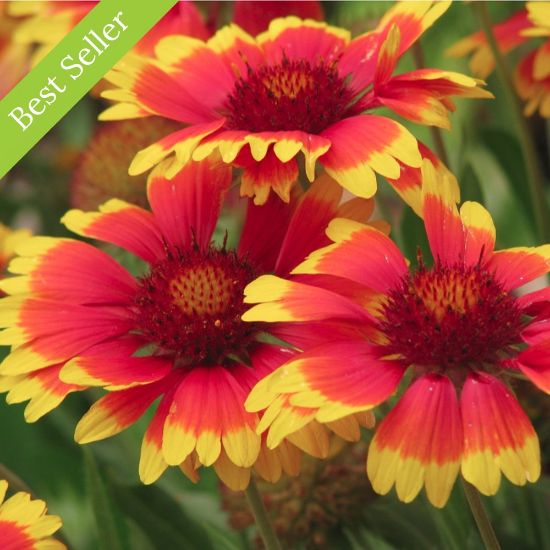 Goblin Gaillardia Plants for Sale Blanket Flower GrowJoy