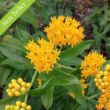 Picture of Hello Yellow Asclepias Plant