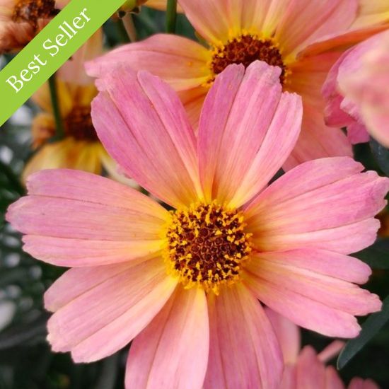 Picture of Permathread™ Shades of Rose Coreopsis Plant