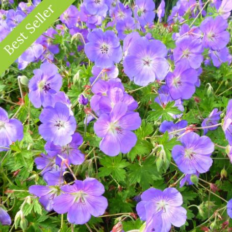 Picture of Rozanne Hardy Geranium Plant