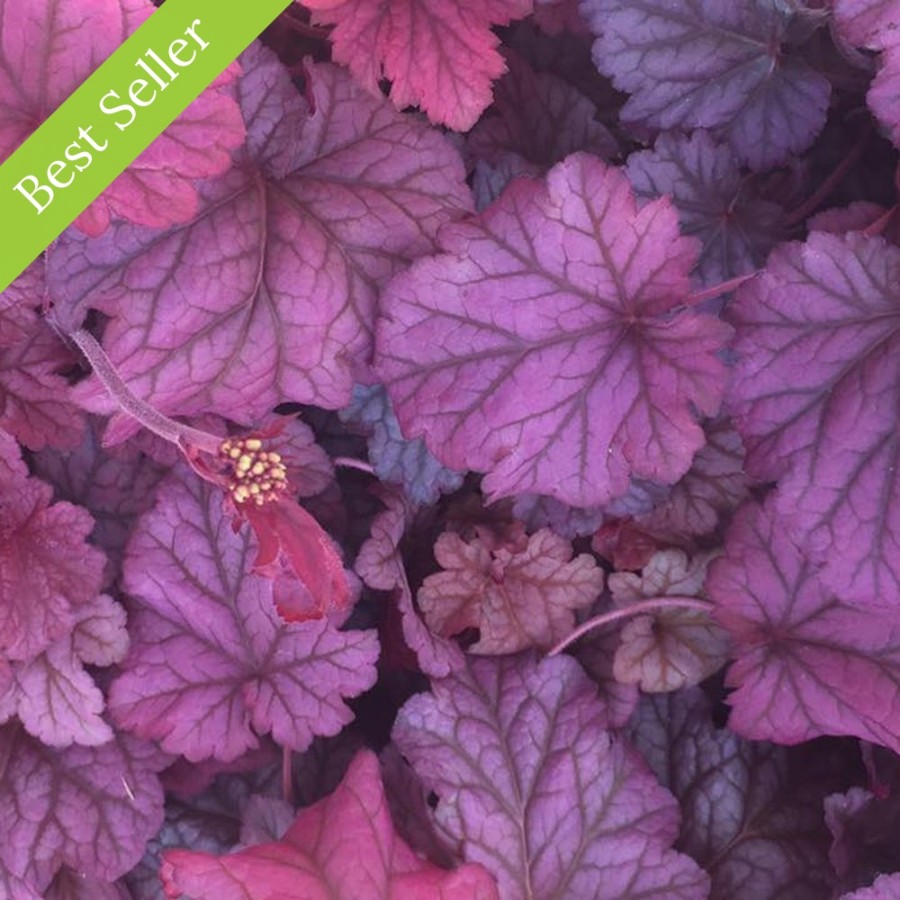 Picture of Berry Smoothie Heuchera Plant