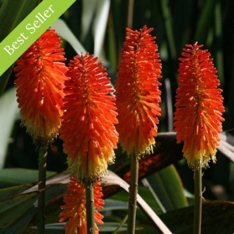 Picture of Border Ballet Kniphofia Plant