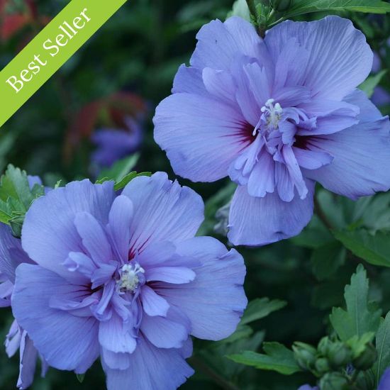 Picture of Blue Chiffon® Rose of Sharon Plant