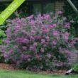 Bloomerang Dark Purple Lilac plant is a compact shrub with fragrant dark purple flowers