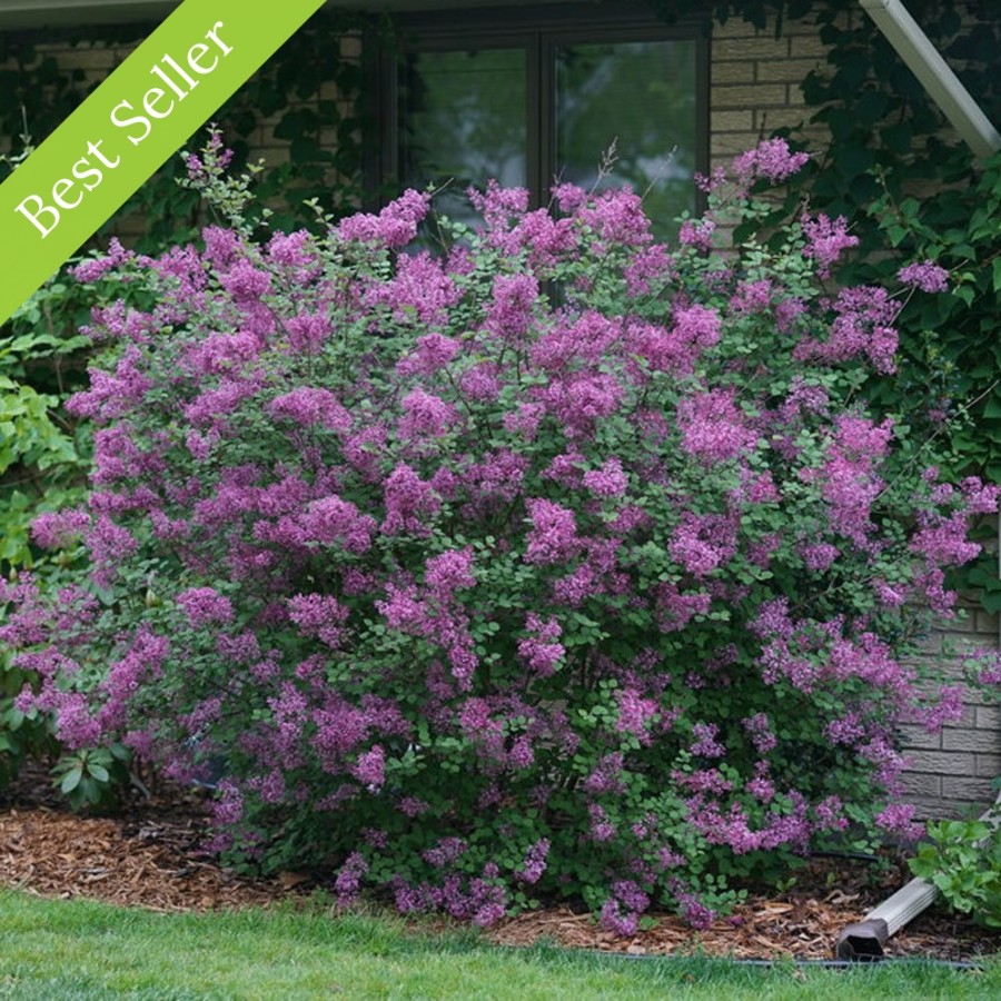 Bloomerang Dark Purple Lilac plant is a compact shrub with fragrant dark purple flowers