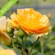 A fully bloomed yellow rose with several unopened buds beside it