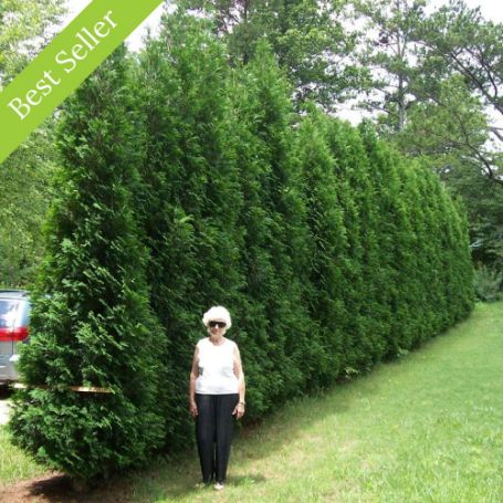 The American Pillar Arborvitae Plant is a fast-growing, upright evergreen with dense, dark green foliage