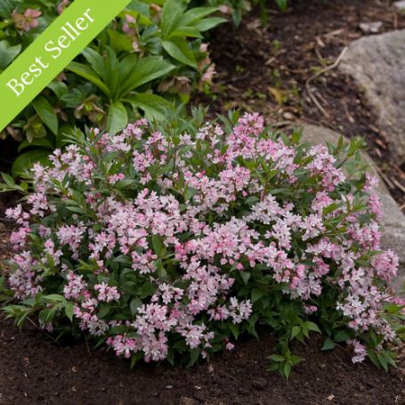 The Yuki Cherry Blossom Deutzia Plant is a compact shrub with pink, bell-like flowers and burgundy-purple fall color