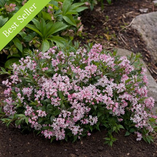 Picture of Yuki Cherry Blossom® Deutzia Plant