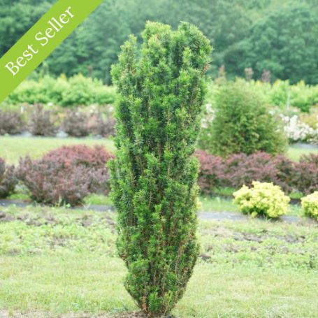 Stonehenge Skinny Yew is a tall, columnar evergreen shrub with dense, green foliage