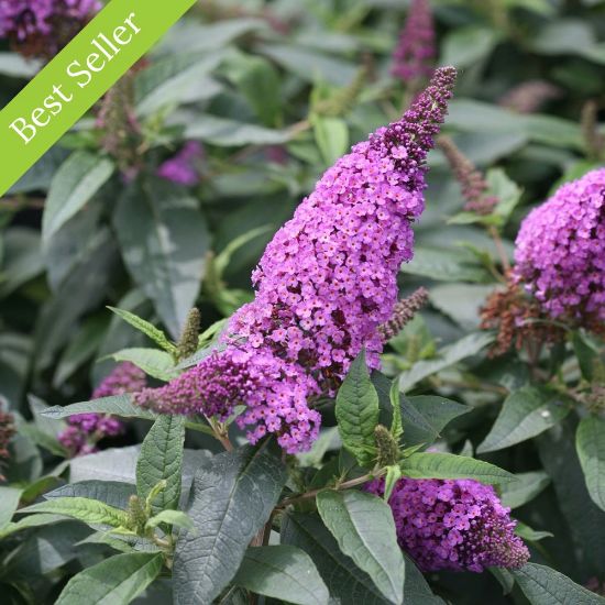 Pugster Periwinkle Buddleia Plant is a dwarf variety with a compact, mounded habit and showy, periwinkle blue flower spikes