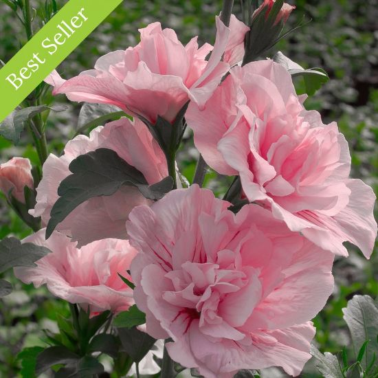 Picture of Pink Chiffon® Rose of Sharon Plant