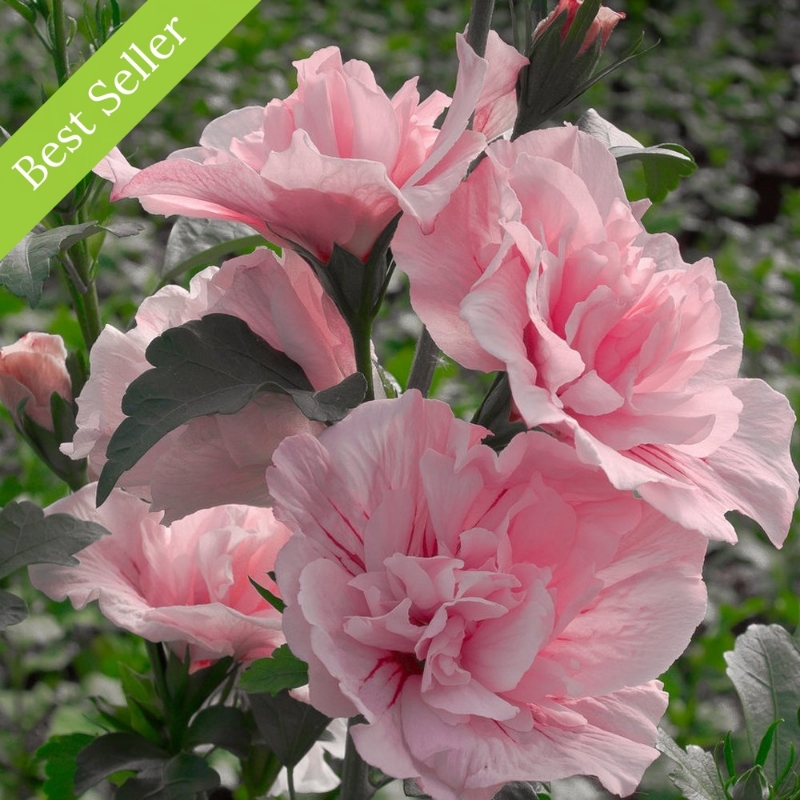 Several large Pink Chiffon flowers with ruffled petals