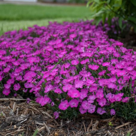 Picture of Paint the Town Fuchsia Dianthus Plant