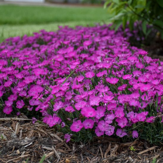 Picture of Paint the Town Fuchsia Dianthus Plant