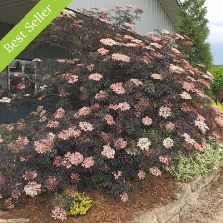 Black Lace Elderberry plant produces pink flowers contrasting with dark leaves