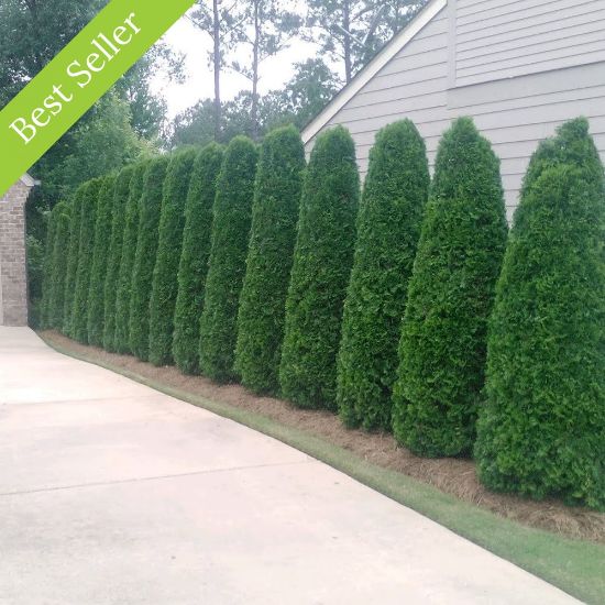 The Emerald Green Arborvitae Plant is a narrow, pyramidal evergreen with dense, emerald green foliage