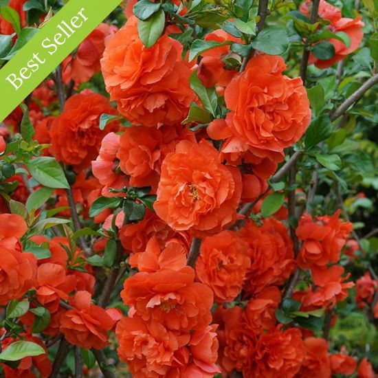 Picture of Double Take™ Orange Storm Chaenomeles Plant