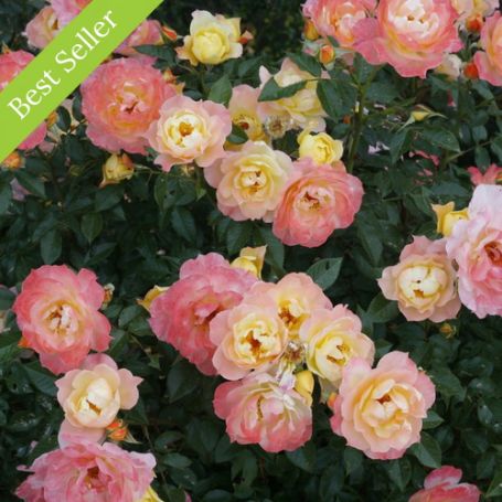 A cluster of peach and yellow roses with green leaves