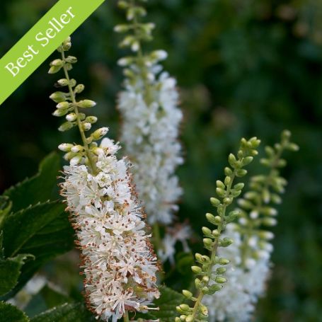 Vanilla Spice Summersweet plant features showy white flower spikes with a strong vanilla scent