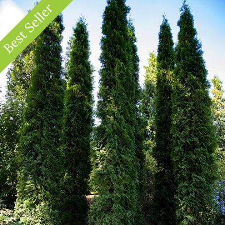 Thin Man Arborvitae Tree is a fast-growing evergreen with a slender form, ideal for tight spaces