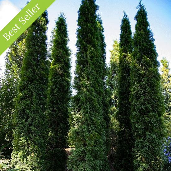 Picture of Thin Man Arborvitae Tree