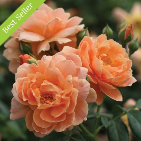 Several peach-colored roses with ruffled petals